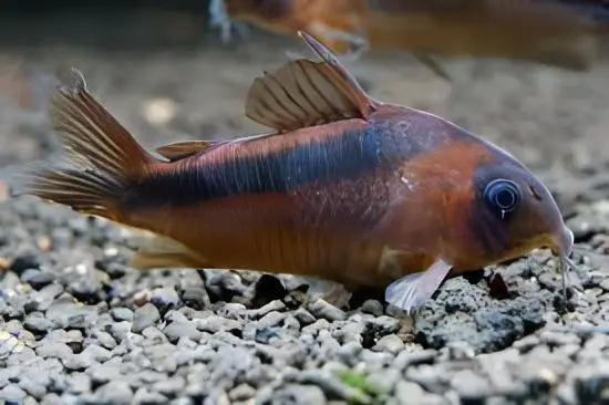 Rusty Corydoras Rabauti 3cm Catfish - Image 4