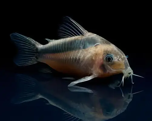 Rusty Corydoras Rabauti 3cm Catfish - Image 6