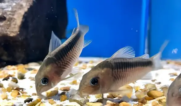Rusty Corydoras Rabauti 3cm Catfish - Image 7
