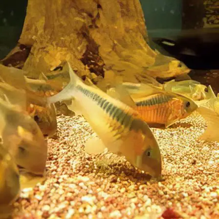 Rusty Corydoras Rabauti 3cm Catfish - Image 8