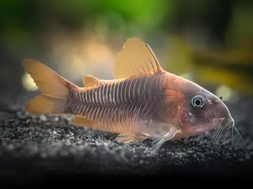 Rusty Corydoras Rabauti 3cm Catfish - Image 3