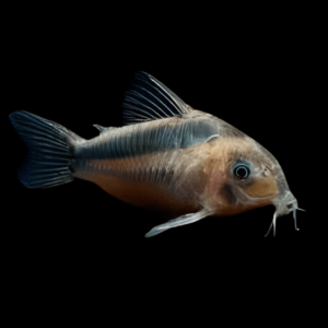 Rusty Corydoras Rabauti 3cm Catfish