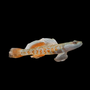 Sail Fin Goby Exallias Brevis 4cm