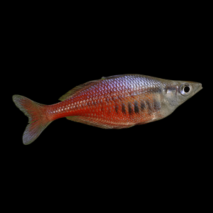 Santani Rainbow Fish Chilatherina Sentaniensis 5cm