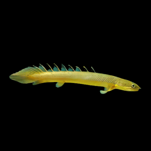Senegal Bichir Polypterus Senagalus 10cm