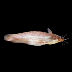 Short Finned Tandan Catfish Neosilurus Brevidorsarlis 20cm