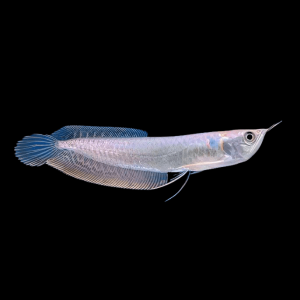 Silver Arowana Osteoglossum Bicirrhosum 20cm