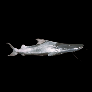 Silver Dorado Flavicans Catfish Brachyplatystoma Rousseauxii 10cm