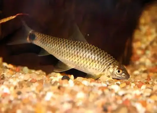 Silver Flying Fox Crossocheilus Reticulatus 4cm - Image 4