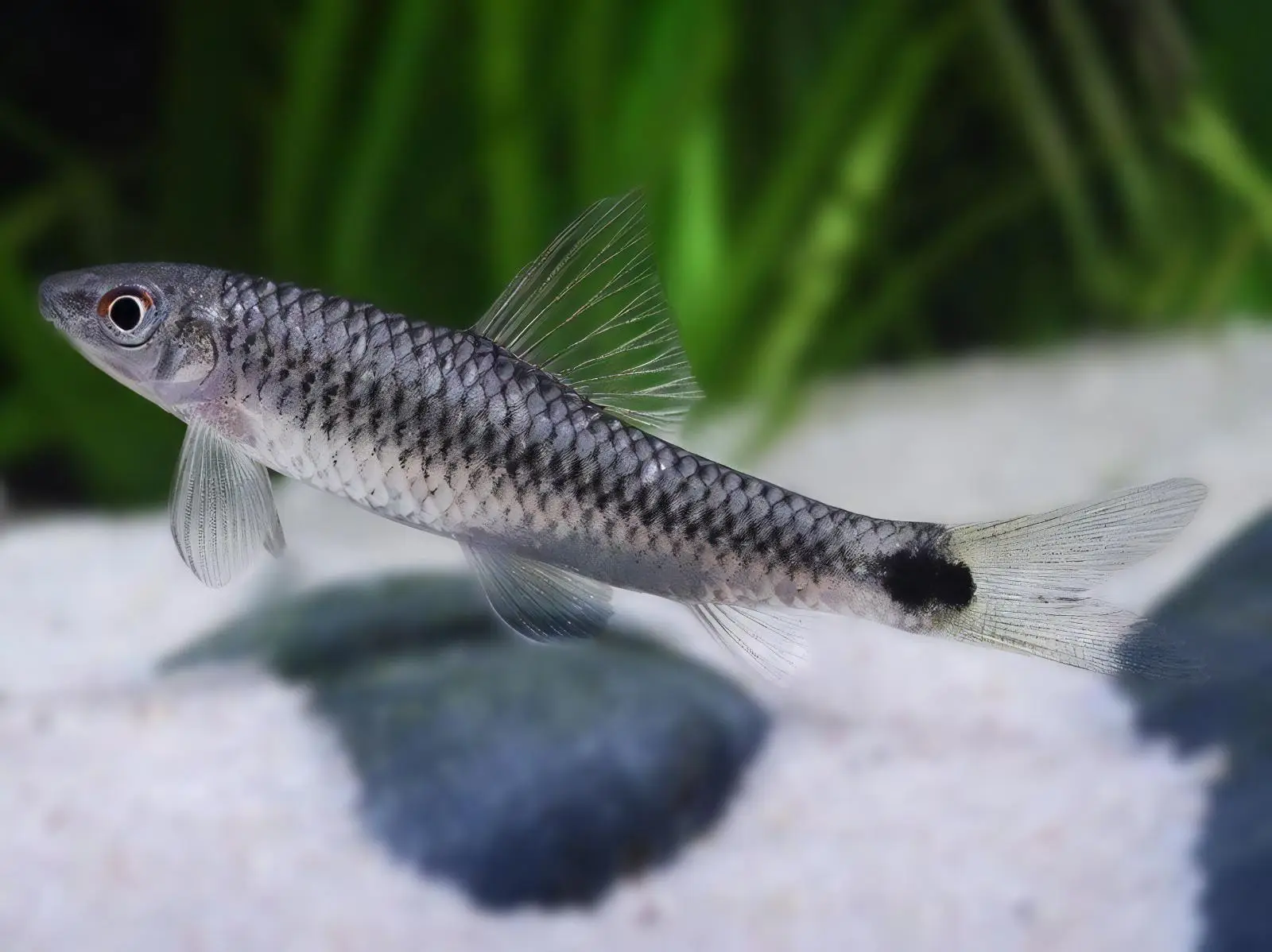 Silver Flying Fox Crossocheilus Reticulatus 4cm - Image 5