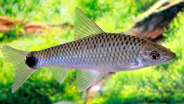 Silver Flying Fox Crossocheilus Reticulatus 4cm - Image 6