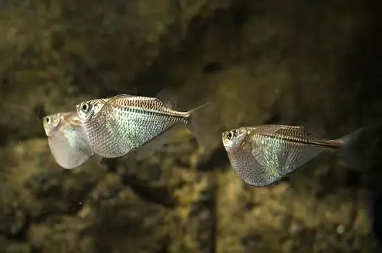 Silver Hatchet Fish Gasteropelecus Sternicla 4cm - Image 8