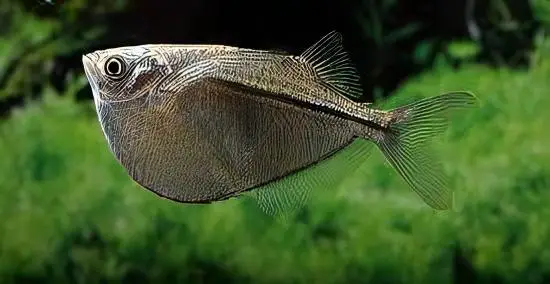 Silver Hatchet Fish Gasteropelecus Sternicla 4cm - Image 5