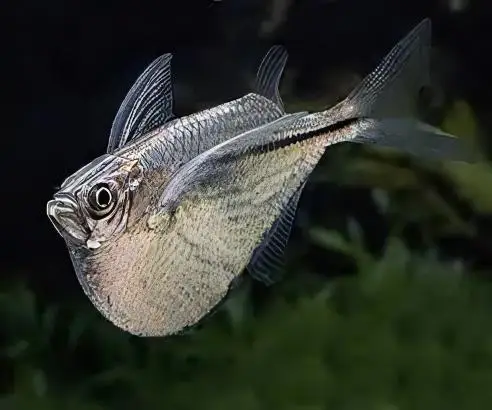 Silver Hatchet Fish Gasteropelecus Sternicla 4cm - Image 7