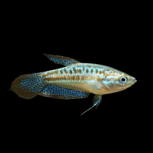 Sparkling Gourami Trichopsis Pumila 5cm