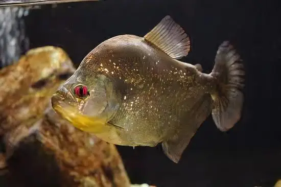 Speckled Spilo Piranha Serrasalmus Spilopleura Tapojos 10cm - Image 3