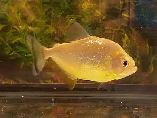 Speckled Spilo Piranha Serrasalmus Spilopleura Tapojos 10cm - Image 4