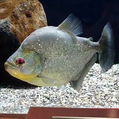 Speckled Spilo Piranha Serrasalmus Spilopleura Tapojos 10cm - Image 5
