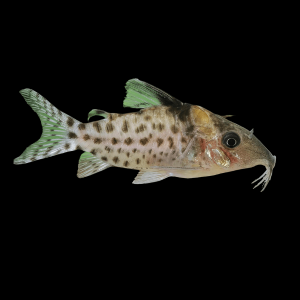 Spotted Corydoras Punctatus 3cm Catfish