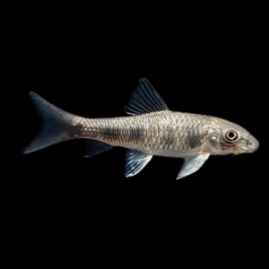 Spotted Garra Doctor Fish Loach Garra Spilota 5cm