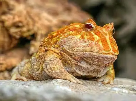 Strawberry Horned Frog Ceratophrys Cranwelli 4cm - Image 3