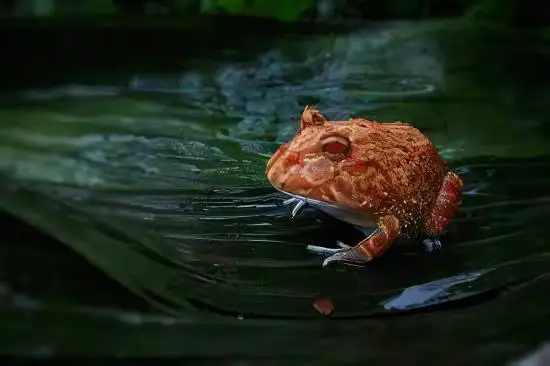 Strawberry Horned Frog Ceratophrys Cranwelli 4cm - Image 4