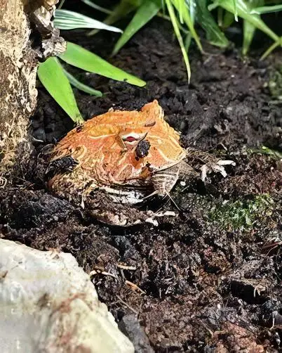 Strawberry Horned Frog Ceratophrys Cranwelli 4cm - Image 5