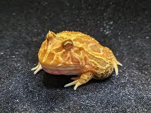 Strawberry Horned Frog Ceratophrys Cranwelli 4cm - Image 6