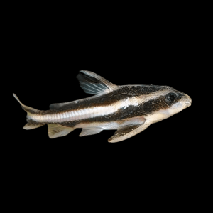 Striped Dora Raphael Catfish Platydoras Armatulus 5cm
