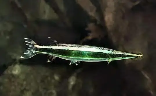 Striped Gar Boulengerella Lateristriga 10cm - Image 4