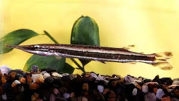 Striped Gar Boulengerella Lateristriga 10cm - Image 3