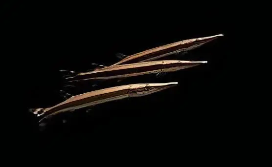 Striped Gar Boulengerella Lateristriga 10cm - Image 7
