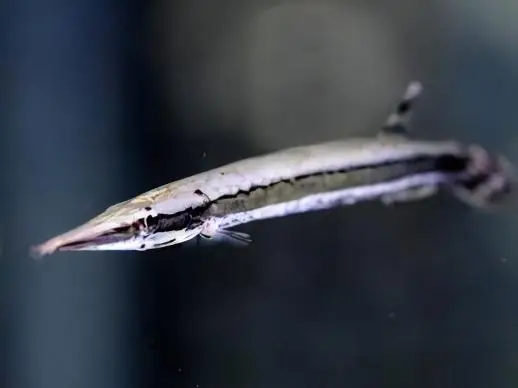 Striped Gar Boulengerella Lateristriga 10cm - Image 6