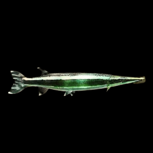 Striped Gar Boulengerella Lateristriga 10cm