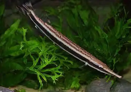 Striped Gar Boulengerella Lateristriga 10cm - Image 5