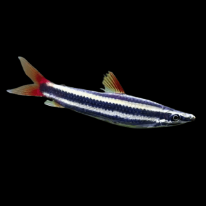 Striped Head Stander Anostomus Anostomus 5cm