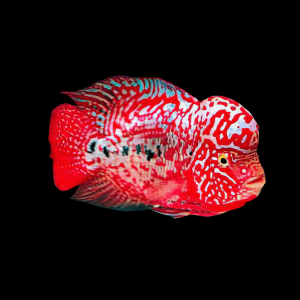Super King Kamfa Flowerhorn Cichlid Grade AA 20cm Show Adult Male