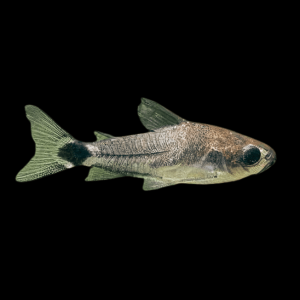 Tail Spot Dwarf Corydoras Hastatus 2cm Catfish