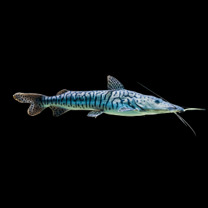 Tiger Shovelnose Catfish Pseudoplatystoma Fasciatum 6cm