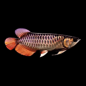 Tong Yang Arowana Scleropages Formosus 20cm