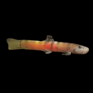 Tri Banded Sumo Loach Schistura Balteata 4cm