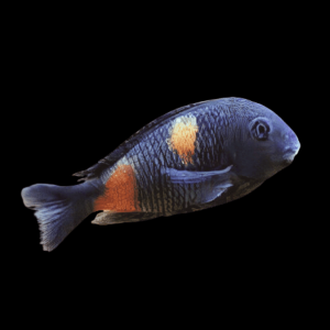 Tropheus Bulu Point Tanganyikan African Cichlids 4cm