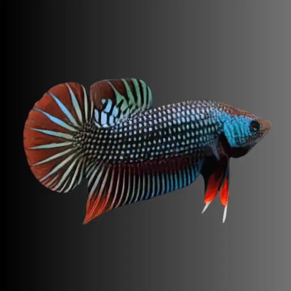 Male Betta Premium - Image 22