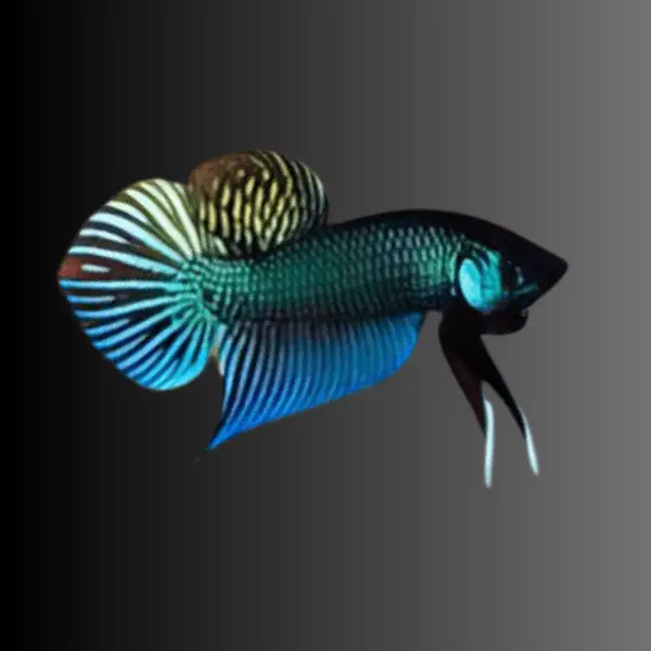 Male Betta Premium - Image 21