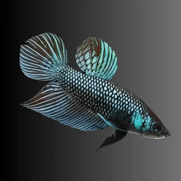 Male Betta Premium - Image 20