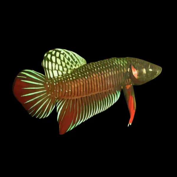 Male Betta Premium - Image 19