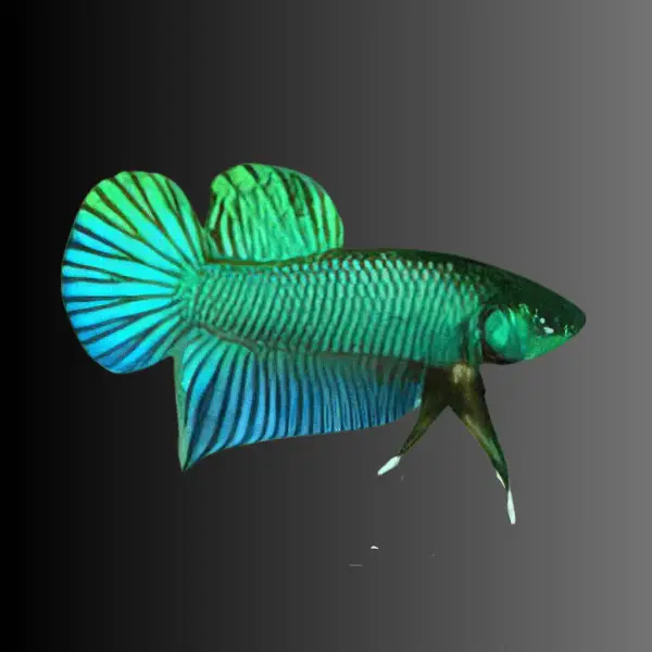 Male Betta Premium - Image 18