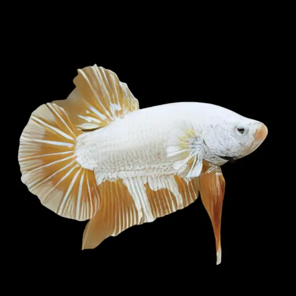 Male Betta Premium - Image 15