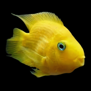 Yellow Parrot Fish Hybrid Amphilophus Citrinellus × Vieja melanurus 5cm