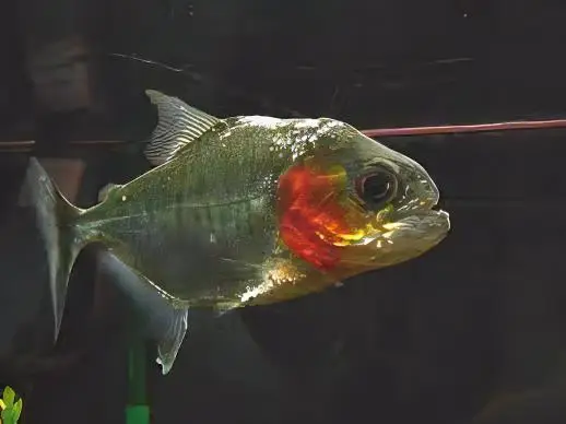 Yellow Tiger Piranha Serrasalmus Humeralis 10cm - Image 3